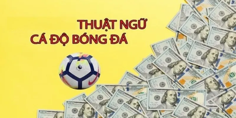 Vai trò của thuật ngữ cá độ bóng đá
